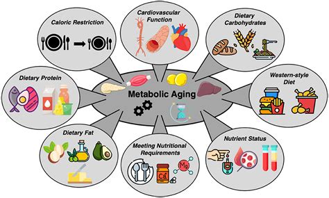 Frontiers | Editorial: Nutrition and metabolic aging