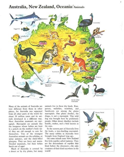 Items similar to Animals of Australia Map Illustration / Colorful Map ...