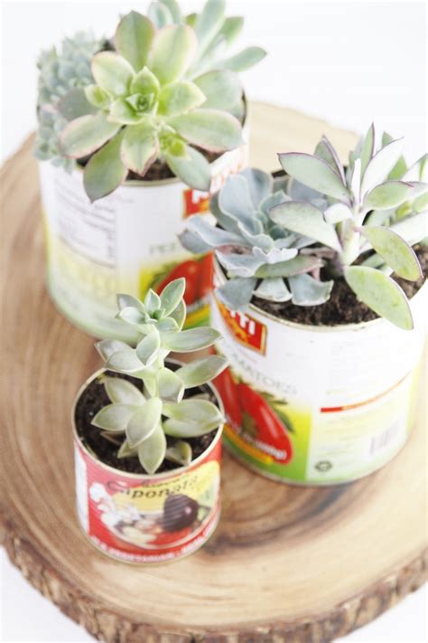 10 DIY Succulent Planter Projects