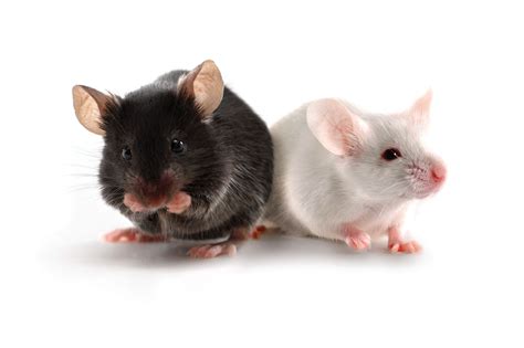 Mouse Models | Charles River Laboratories