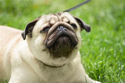 Pug Skin Problems: 8 Reasons Why Your Pet Feels Irritated