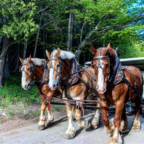 Mackinac Island Carriage Tours, Mackinac Island, MI