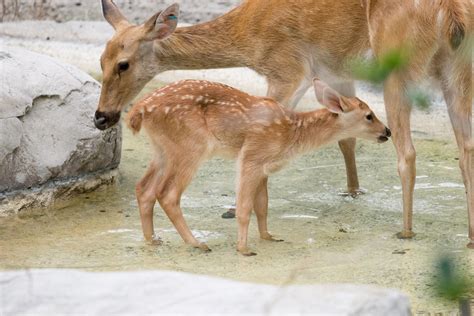 Audubon Zoo Welcomes Newborn Barasingha Deer