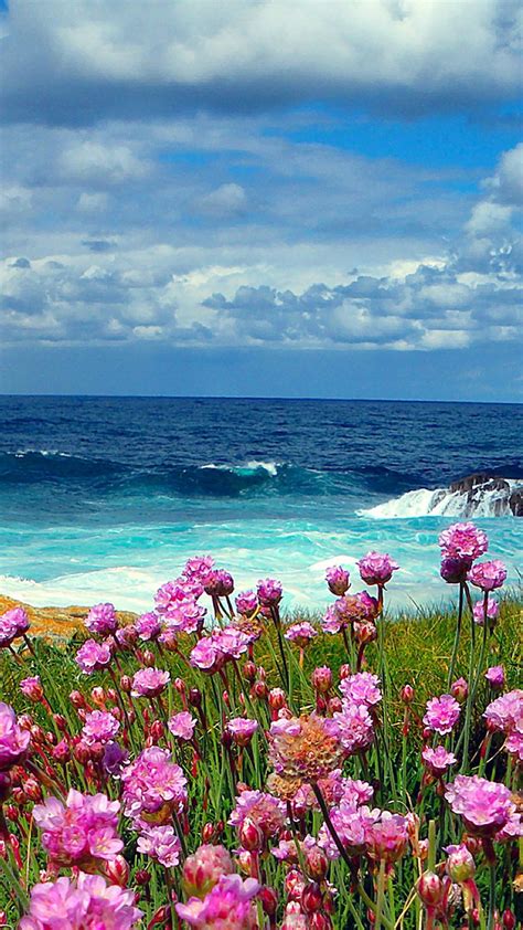 Sea Flowers Wallpapers - Wallpaper Cave