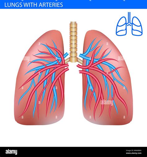 Human lungs anatomy with artery, circulatory system realistic ...