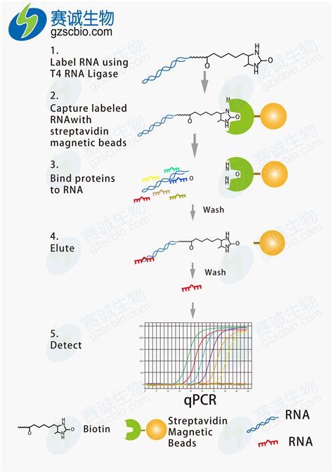 RNA-RNA pull-down-技术专题-广州赛诚生物科技有限公司-服务于您的核心利益！