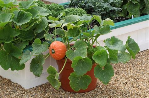 Growing Pumpkins In Containers | How To Grow Pumpkins In Pots | Balcony Garden Web