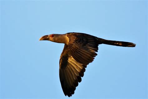 Brown Screeching Bird! | BIRDS in BACKYARDS