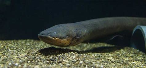 New electric eel species produces 840V discharge - SlashGear