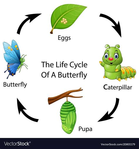 Vector illustration of The life cycle of a butterfly. Download a Free ...