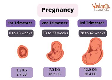 Gestation Period in Humans: Learn Definition, Properties and Facts