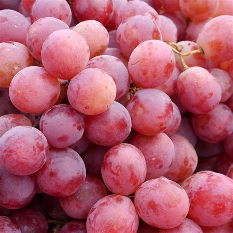 Pick of the Week - Red Crimson Seedless Grapes | Harris Farm Markets