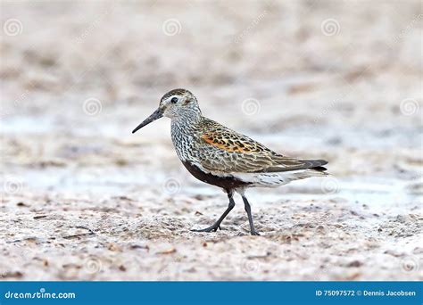 Dunlin (Calidris alpina) stock photo. Image of habitat - 75097572