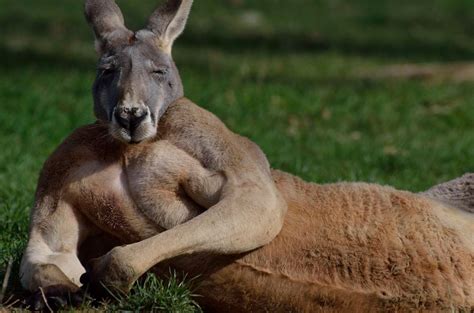 One big tough red kangaroo at Cleland Conservation Park, South ...