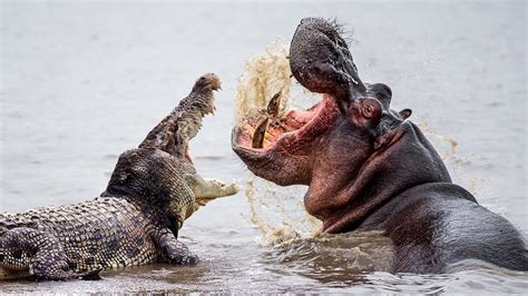 Hippo Vs Crocodile Fight At The River - YouTube