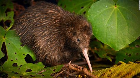 Two kiwi species no longer endangered in new Red List - CNN