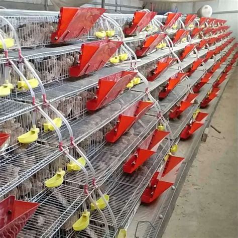 Plastic Automatic Quail Cage Feeder Trough Bird Quail Feeder - Buy Quail Feeder,Automatic Quail ...