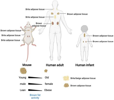 IJMS | Free Full-Text | Factors Associated with White Fat Browning: New Regulators of Lipid ...