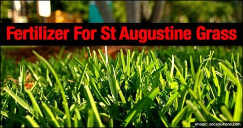 St Augustine Grass Fertilizer | The Garden