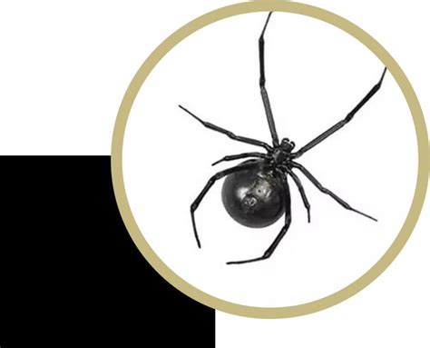 False Black Widow Identification | Bellevue WA Spider Control