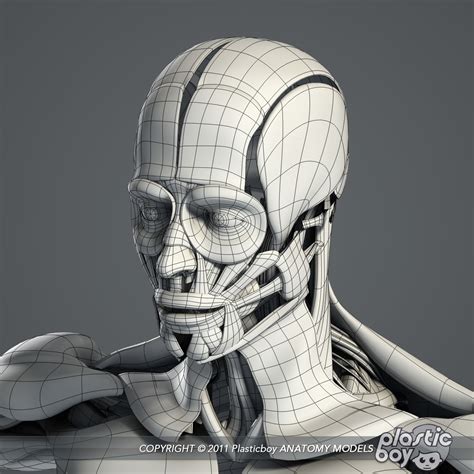 3d model rigged male body muscular