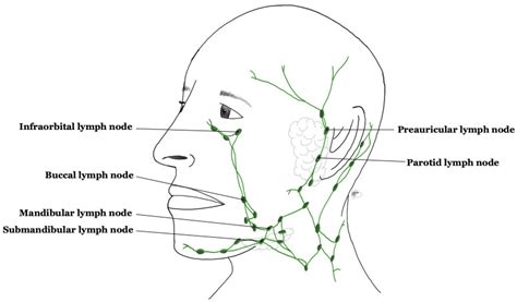 Preauricular Lymph Nodes: Causes Of Swelling, 49% OFF