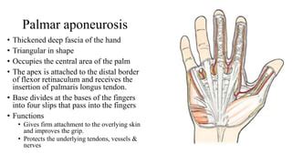 palmar aponeurosis & muscles.pptx