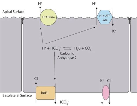 Apical membrane - wikidoc