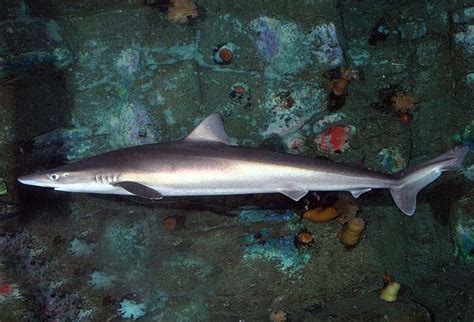 School Shark | Galeorhinus Galeus | Shark Database