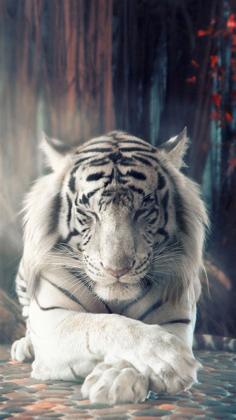 White Tiger, Sleeping, 4k HD Phone Wallpaper | Rare Gallery