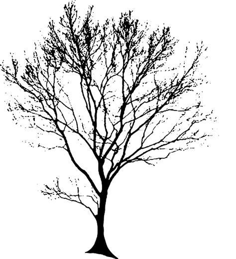 Tree Silhouette Black · Free vector graphic on Pixabay