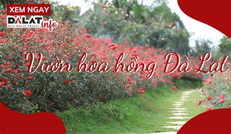 Top 5 vườn hoa hồng Đà Lạt đẹp nao lòng đốn tim du khách