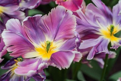 Parrot Tulip Plant: Care and Growing Guide