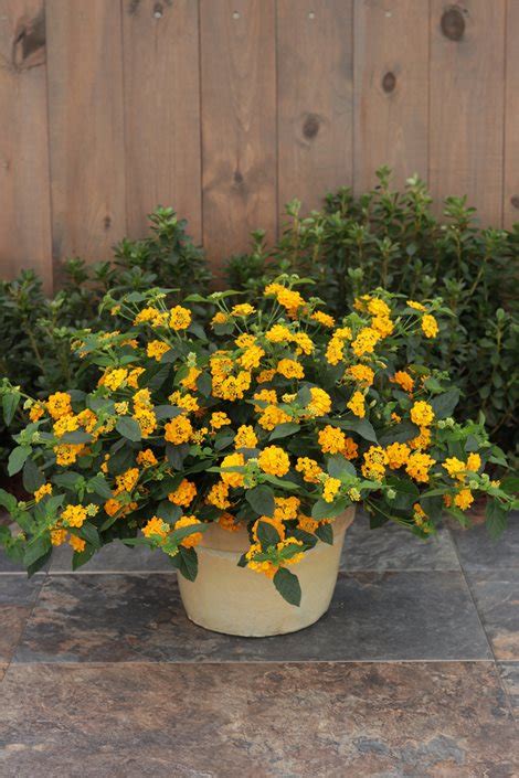 How to Grow Lantana in Pots, Hanging Baskets & Containers | Garden Design