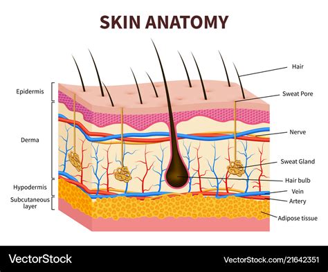 Human skin layered epidermis with hair follicle Vector Image