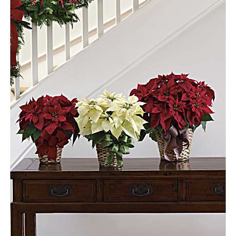 White Poinsettia Bouquet - Teleflora