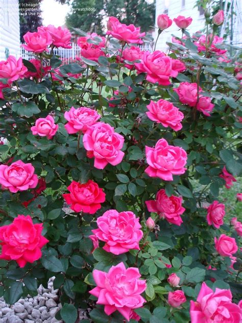 Double Pink Knockout Rose | The Tree Center™