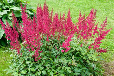 Astilbe Plants - The Colorful Heroes Of The Shade Garden