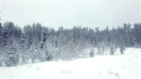 Drone takes off over the snow-covered forest. Snowing. Winter. Firs and pines. Aerial view Stock ...