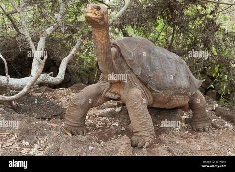 Pinta island tortoise hi-res stock photography and images - Alamy