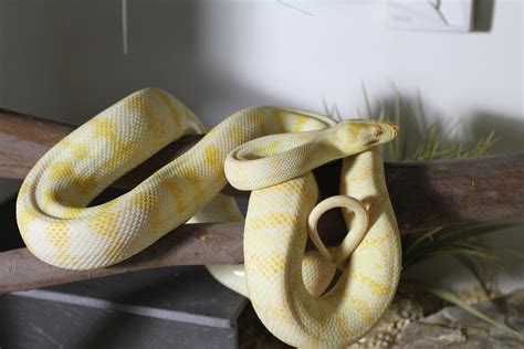 NSW - Albino Darwin, Het Darwin, Darwin & Diamond Python for sale ...