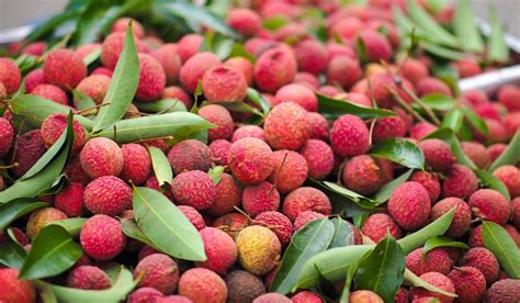 13 great benefits of litchi for health and beauty