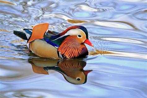 Mandarin Duck in Central Park Photograph by Geraldine Scull - Pixels