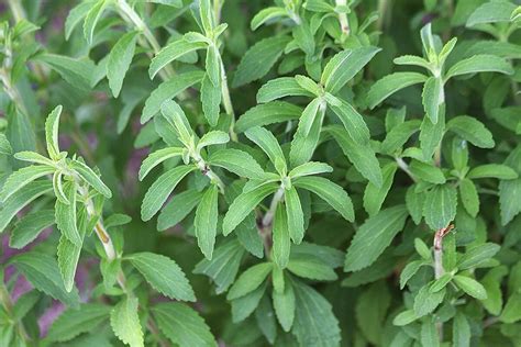 Stevia Growing at Kathleen Stratton blog