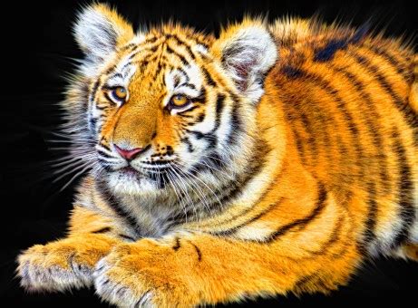 Free Images : winter, wildlife, wild, zoo, portrait, fauna, big cat ...