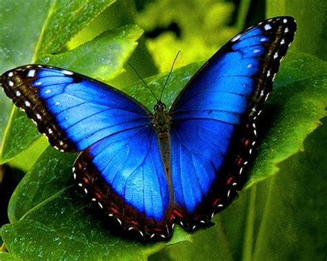 Welcome to Animal Cognizance: Butterfly Beauty Photo Layout