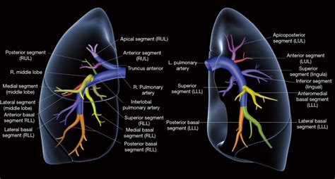 Pulmonary vascular anatomy & anatomical variants. - Abstract - Europe PMC