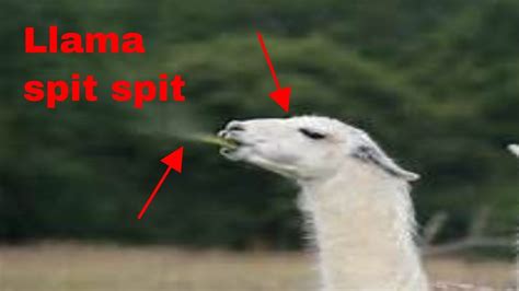 I am a Llama spitting at animals! | Llama spit, Llama, Animals