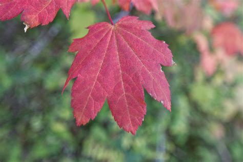 How to Identify Deciduous Trees by Their Leaves