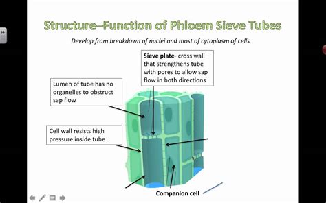 Phloem Structure and Function (2016) - YouTube